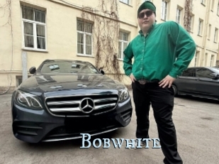 Bobwhite