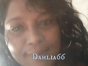 Dahlia66