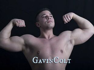 GavinColt