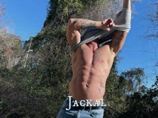 Jackal