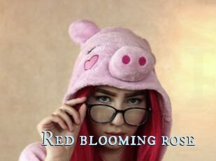 Red_blooming_rose